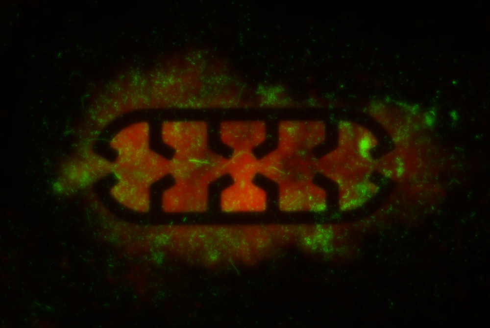 Mikroskopisches Bild eines zweifach fluoreszierenden E. coli-Biofilms: Lage der Bakterien (rot), Expression ausgewählter biofilmbezogener Gene (grün) Mikroskopisches Bild eines zweifach fluoreszierenden E. coli-Biofilms: Lage der Bakterien (rot), Expression ausgewählter biofilmbezogener Gene (grün)