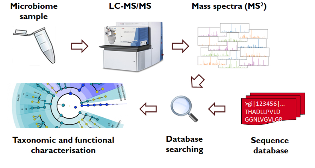 Paper des Monats 4/2022: TF Analytical Sciences Illustration eines Metaproteomik-Workflows