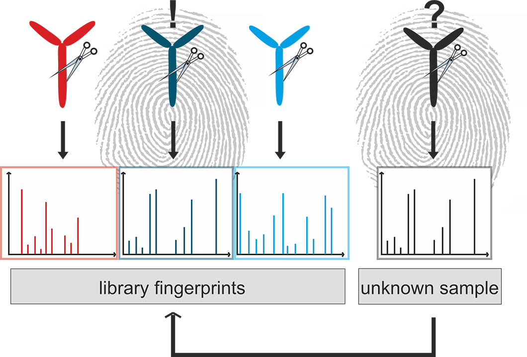 Paper des Monats 7/2022: TF Analytical Sciences Grafik: Massenspektrometrischer Fingerabdruck für Corona-Antikörper