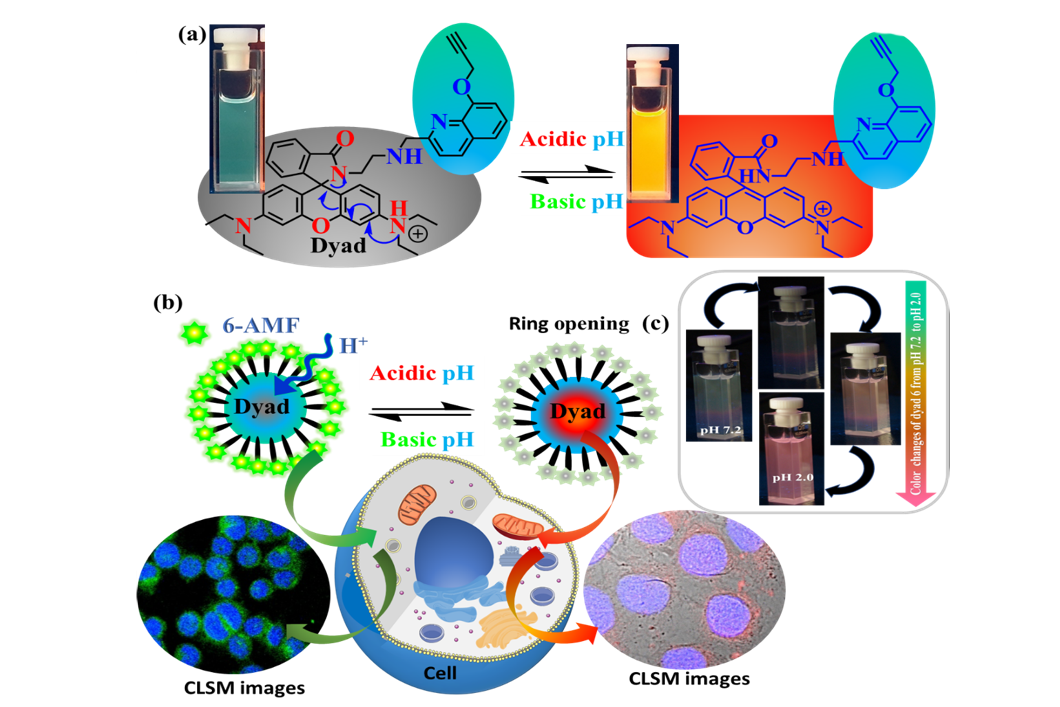 Paper des Monats 11/2022: TF Analytical Sciences Grafik: Entwicklung und Charakterisierung eines dreifarbigen Nanosensors und seine Anwendung als pH-Sensor in Lösungen und in Krebszelllinien