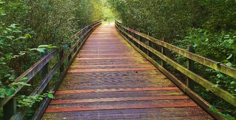 A wooden footbridge leading over a slope that is covered by forest.