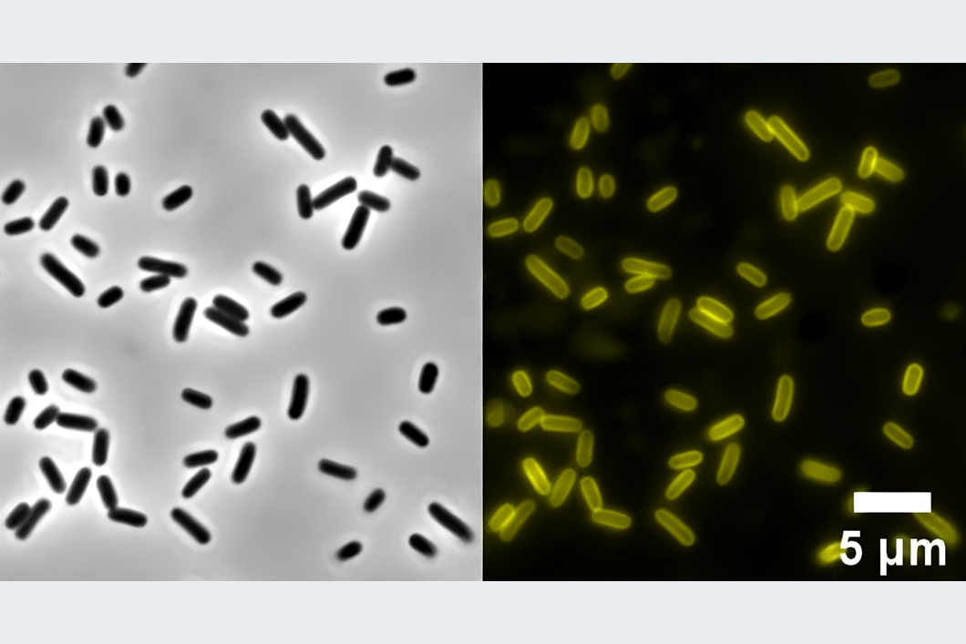 Paper of the Month 07/2023: TF Environment Fluorescence microscopy image of E. coli treated with NBD-DDA.