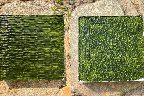 AbifFa - Algae samples Algae samples