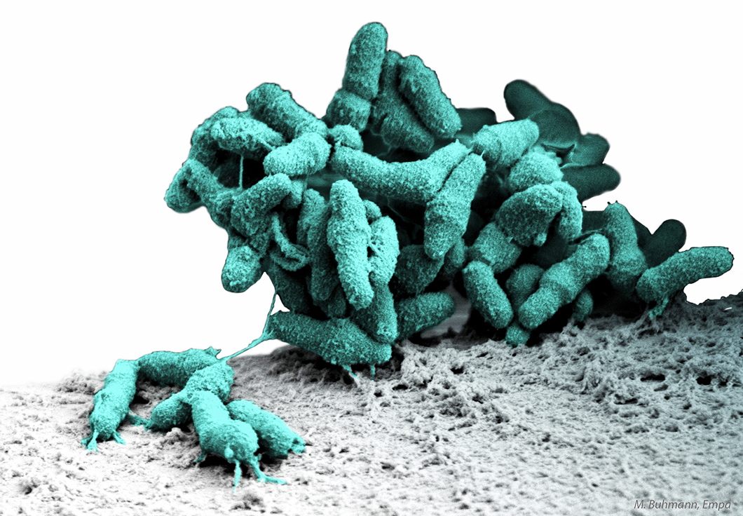 Bacteria Microorganisms