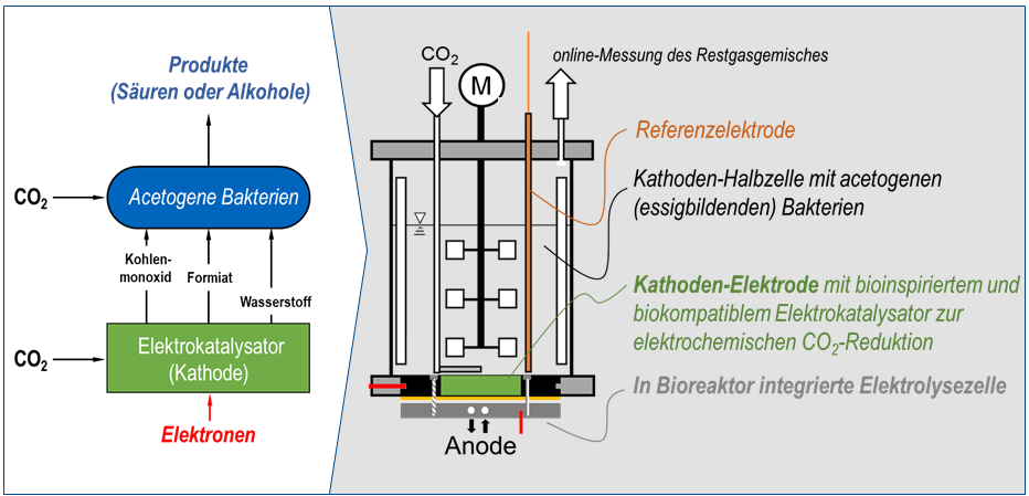 Ecat-Acetogens Projektschritte Grafische Darstellung einer Elektrolysezelle
