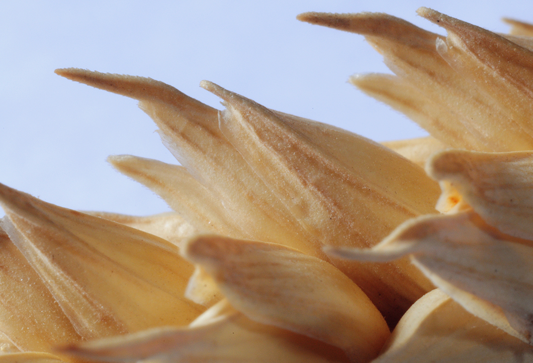 Wheat grains Wheat grains