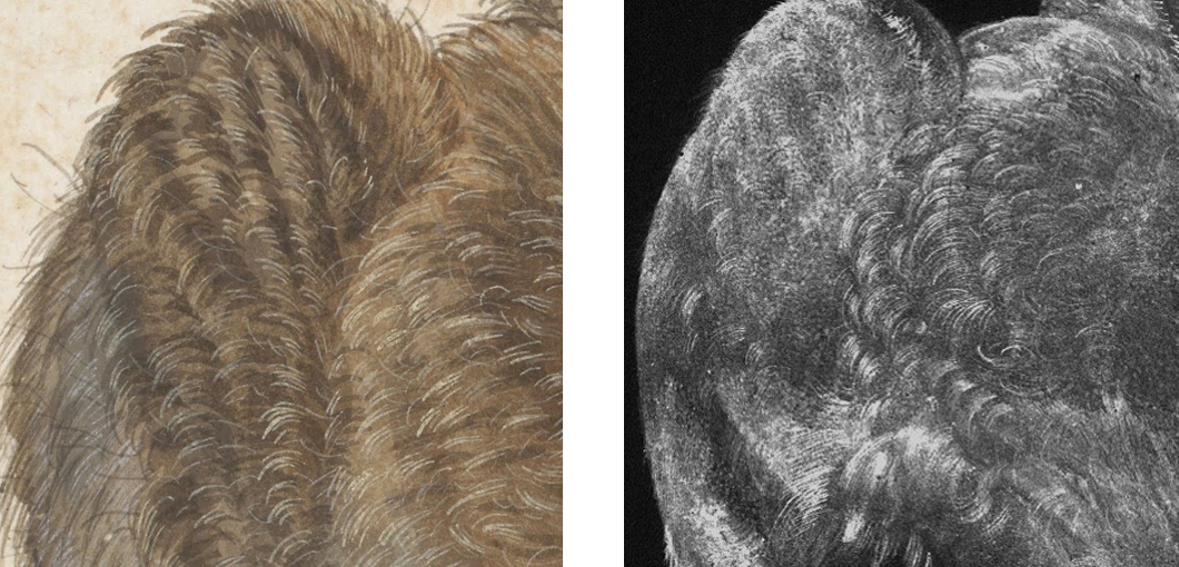 Detail des &bdquo;D&uuml;rer-Hasen&ldquo; aus der Albertina, Inv.-Nr.: 3073 (links); Detail des Elementverteilungsbildes von Blei von dem Hasen aus der Graphischen Sammlung Weimar (rechts)