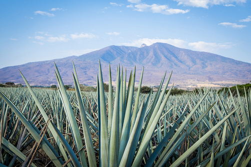 Flammschutz trifft Nachhaltigkeit Agaven-Plantage für die Tequila-Produktion in Mexiko