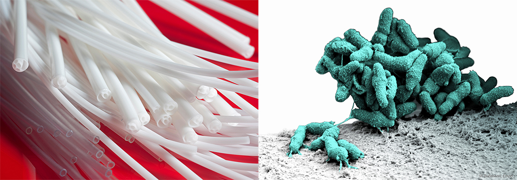 Medical hoses and bacteria