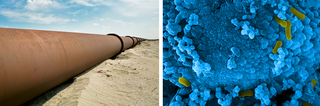 Oil pipeline and microbes