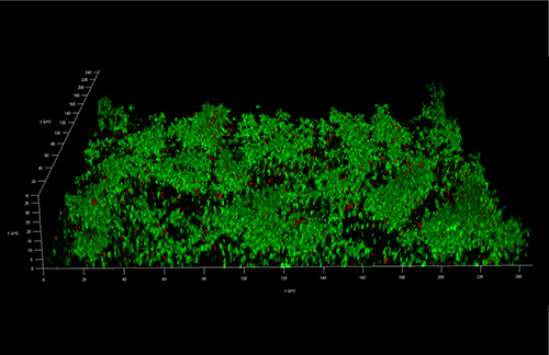 Cells growing on a surface as a biofilm Cells growing on a surface as a biofilm