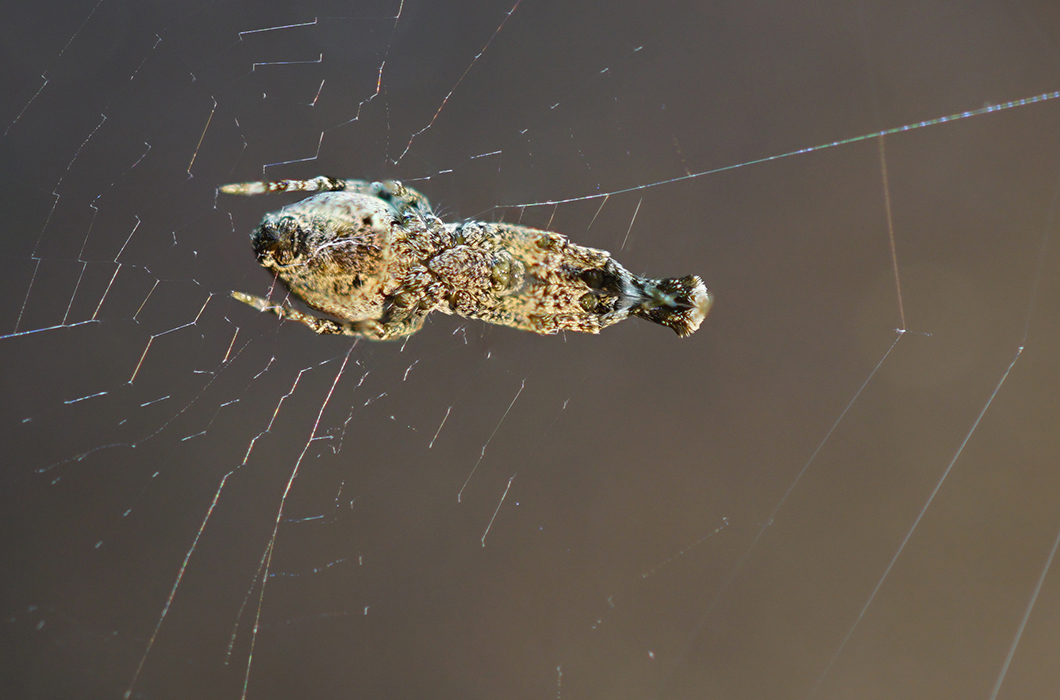 Uloborus plumipes 