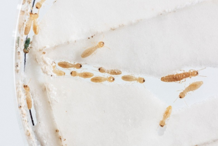 Termite theatre: the termite Reticulitermes flavipes is a major pest of wood products. Its genome was sequenced as part of this study.