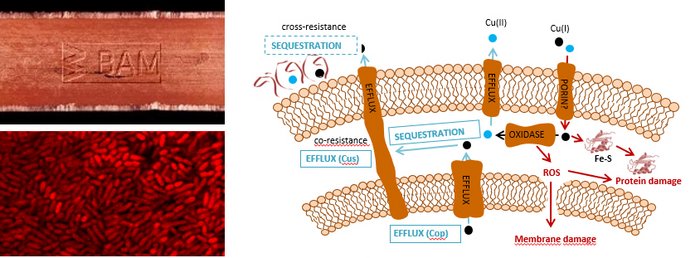 Kupfer, ein antimikrobielles Material. Antibiotika-resistente Bakterien. Mechanismen für Kreuzresistenz von Kupfer & Antibiotika  