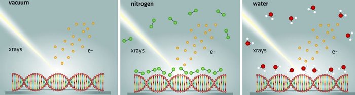Direkte Beobachtung des Einflusses von Wasser auf DNA-Strahlenschäden