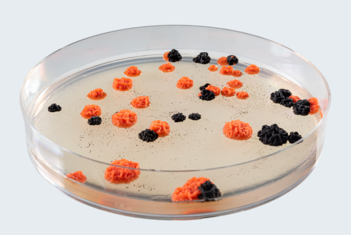 Paper of the month 04/2025: TF Umwelt Transformants of the fungus Knufia petricola. A gene for the synthesis of the black pigment melanin is mutated in the pink colonies.