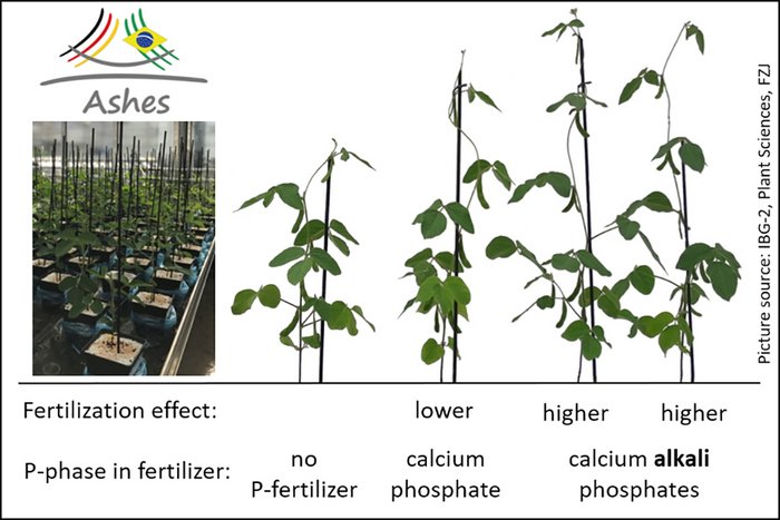 Soybean plants from plant growth experiments at Forschungszentrum J&uuml;lich