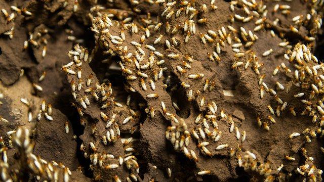 Ein Termitenstamm im Keller der BAM. Insgesamt gibt es hier 30 Arten der Tiere. Kachel Vorschau