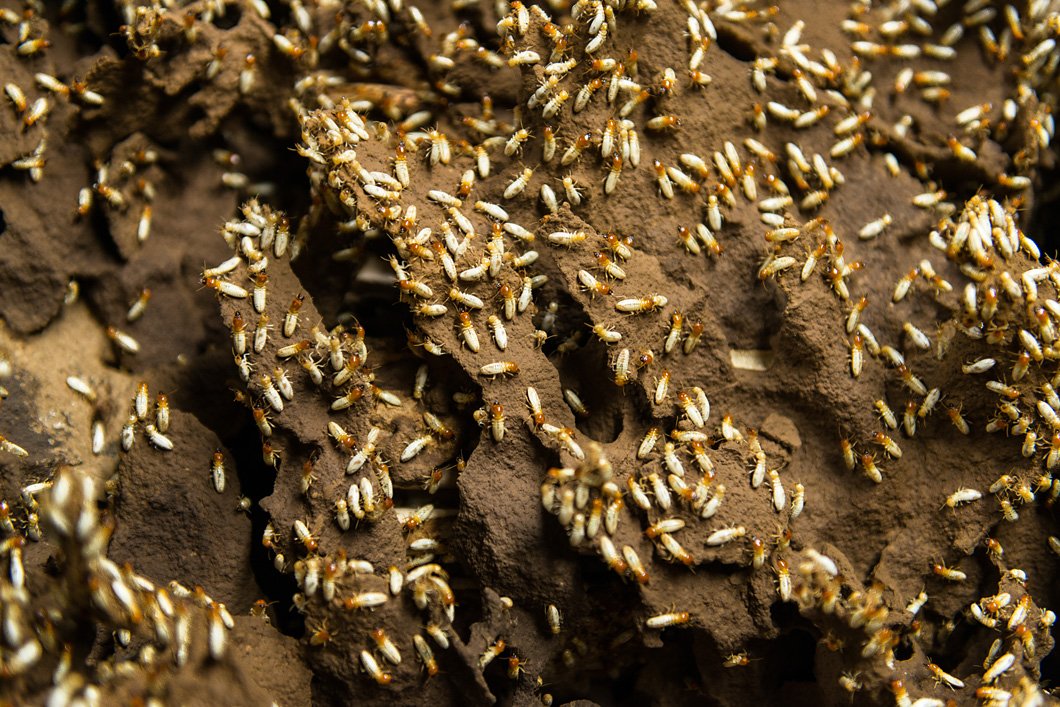 A termite strain in BAM&rsquo;s basement. Altogether there are 30 species of these animals. Tile preview