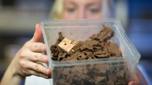 Termitenzucht in einem transparenten Plastikbeh&auml;lter. Kachel Vorschau