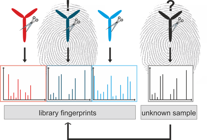 Paper of the Month 7/2022: TF AS Mass spectrometric fingerprint for corona antibodies
