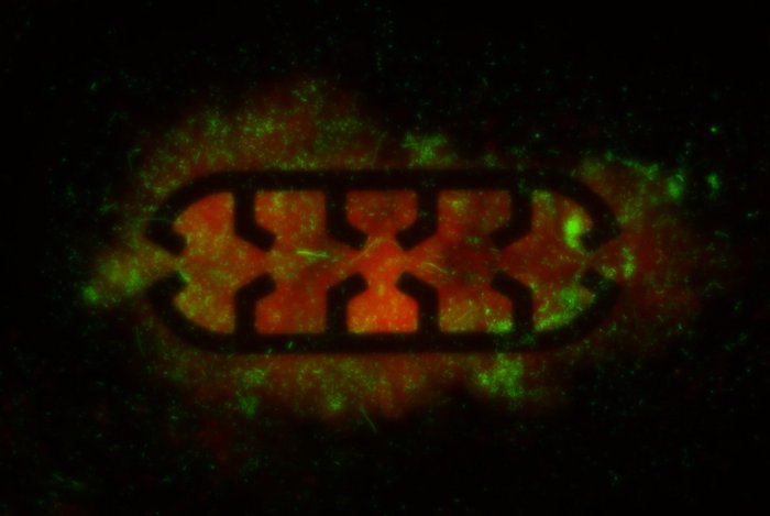 Paper of the month 05/2025: FA Environment Microscope picture of a dual fluorescent E. coli biofilm: location of the bacteria (red) and expression of selected biofilm related genes (green)