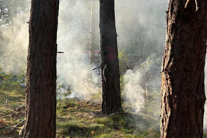 Paper des Monats 07/2024: Infrastruktur Schwelbrand im Waldboden eines Kiefernwaldes bei einem Brandversuch