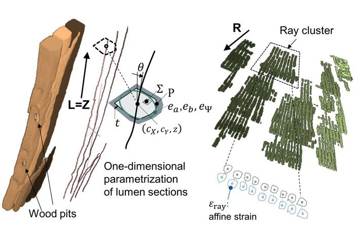 High-resolution renders of wood tracheid and one-dimensional parametrization of wood rays 