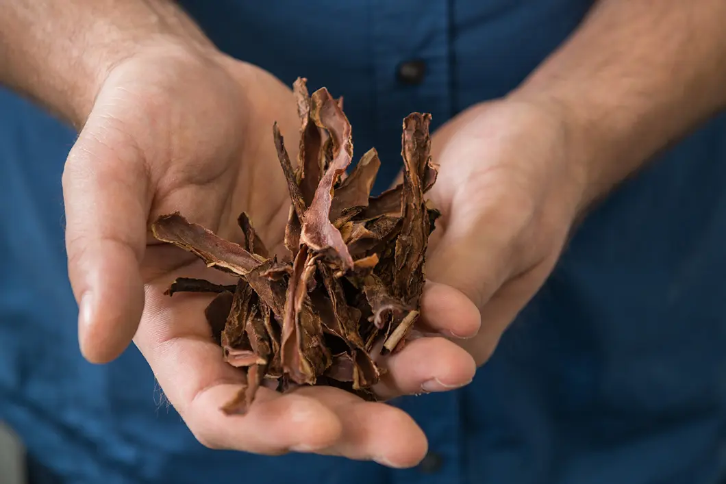 The bio-concrete pioneer Precious plant remains: Wolfram Schmidt uses the shells of karroo acacia for his experiments. Strictly speaking, its juice.