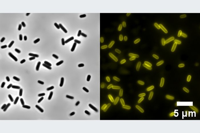 Paper of the Month 07/2023: TF Environment Fluorescence microscopy image of E. coli treated with NBD-DDA.