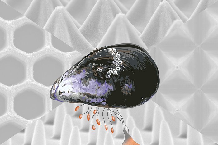 Muschelfußprotein inspiriert uns zu multifunktionalen Mikroarchitekturen.