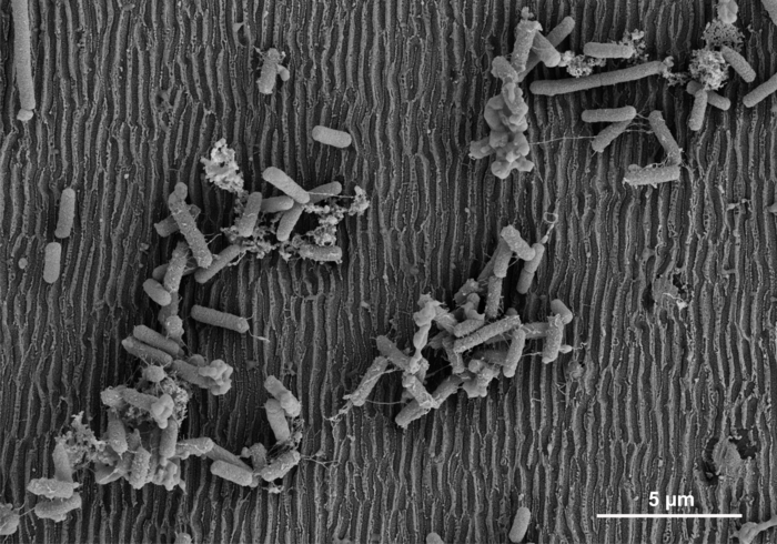 Können laser-strukturierte Oberflächen die Biofilmbildung verhindern?