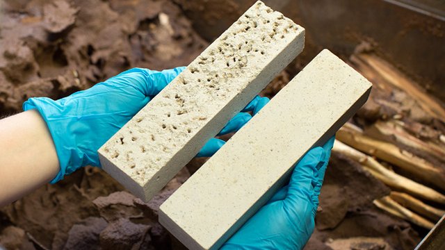 Materialvergleich vor und nach Exposition in einem Termitenzuchtbecken.  Kachel Vorschau