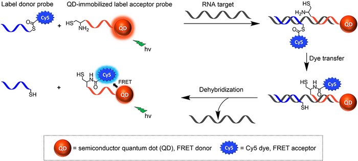 Principle of quantum dot (QD)-based target-templated RNA detection assay.