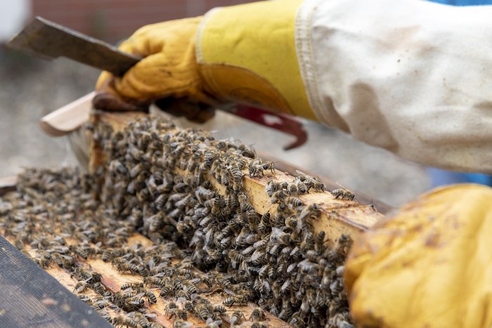 Bienen und Imker