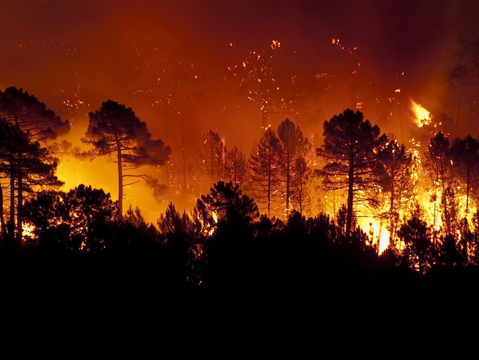 Forest fire