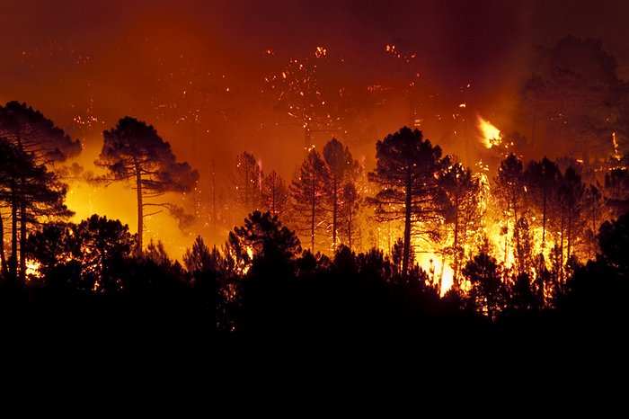 Forest fire