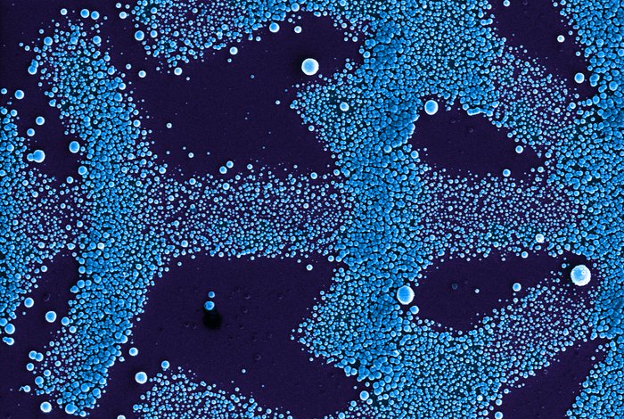 Microstructure of olydopamin