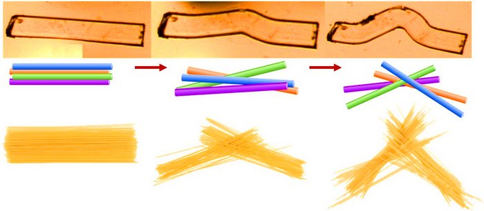 Schematische Darstellung des Spaghetti-Modells f&uuml;r das Biegen des Koordinationspolymer-Kristalls