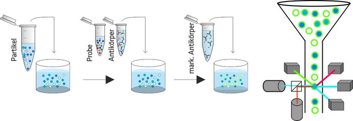 Illustration: The sample is mixed with reagents (particles and antibodies) and analyzed using a flow cytometer.