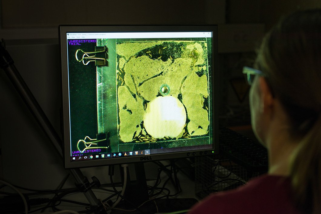 Under video observation: a group of termites that were infected with the immune blocker GDL in a long-term test. Tile preview